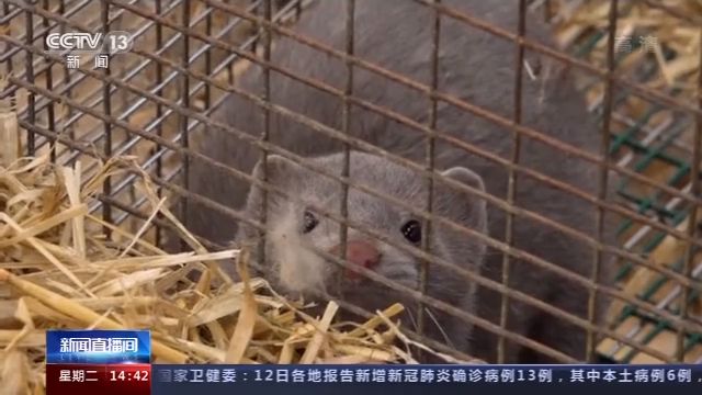 |丹麦63个水貂养殖场出现新冠疫情