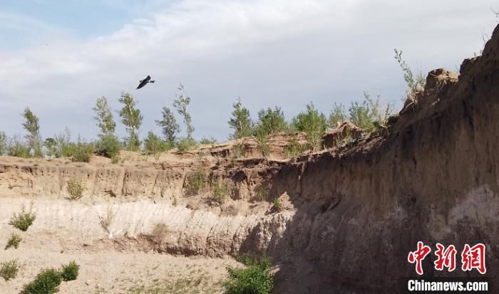 内蒙崖壁上的“建筑师”：内蒙古深沟绝壁引数万只燕子筑巢