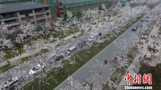 图为扬州鉴真路樱花大道，千余株樱花绽放如雪。　孟德龙　摄