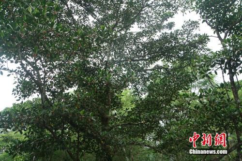 图为海南东寨港国家级自然保护区的红树科植物。<a target='_blank' href='http://www.chinanews.com/' >中新网</a>记者 马学玲 摄
