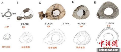 恐龙|中美学者合作揭秘小型鸟脚类恐龙发育模式：每年都有生长线
