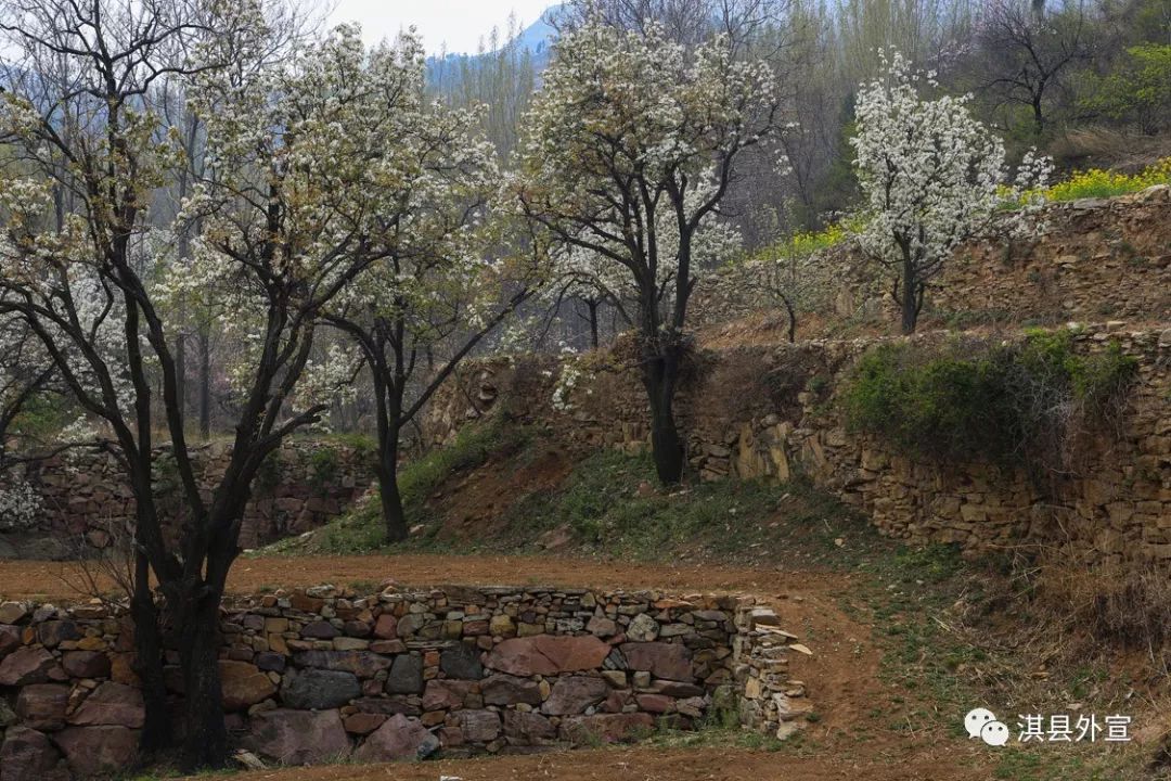 淇县北阳镇油城村第四届梨花节将于3月30日开幕