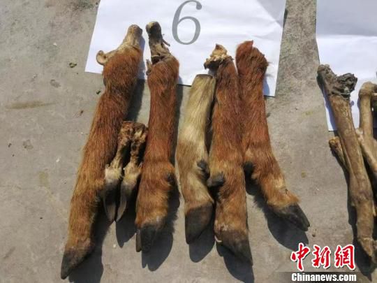图为缴获的兽类脚。景东县森林公安局供图