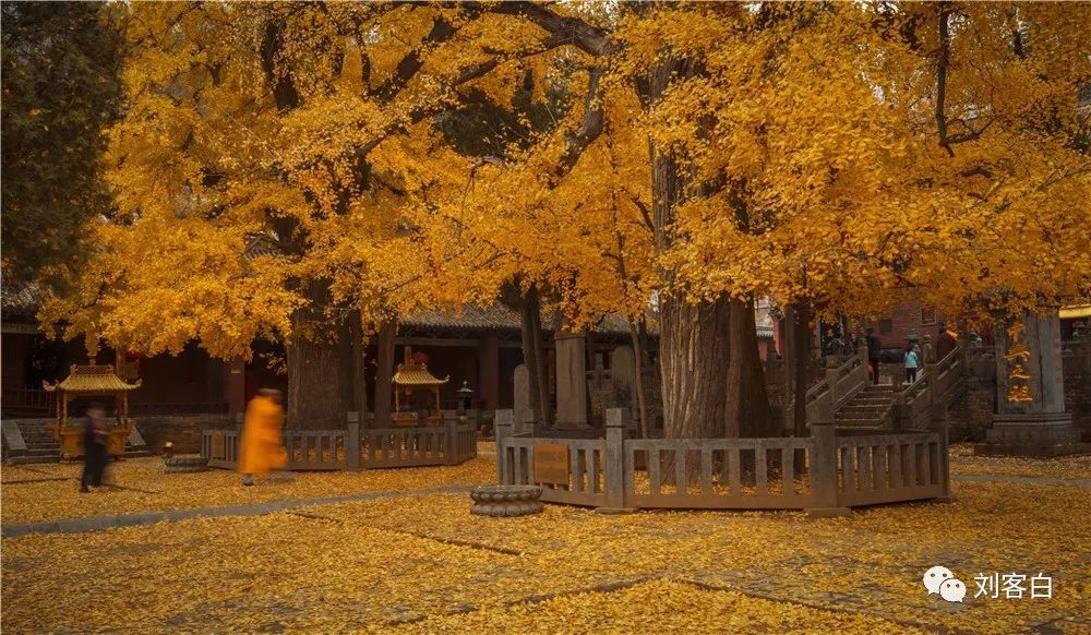 嵩山法王寺银杏树图片