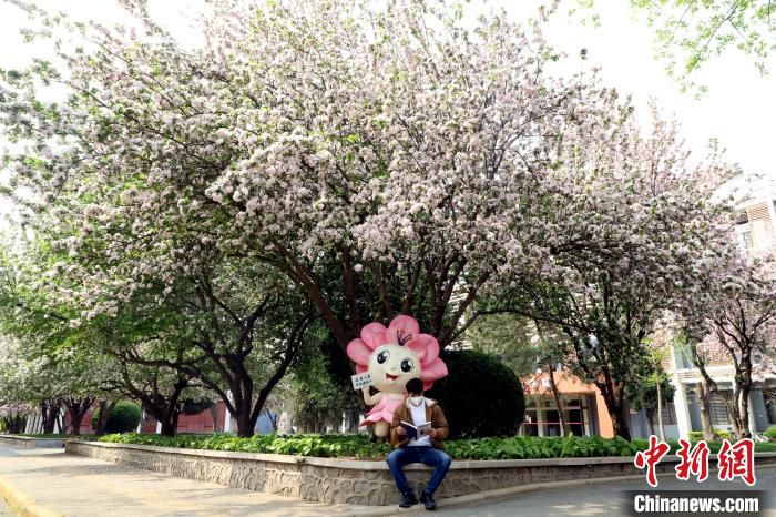 又到海棠季天津高校师生今年“云赏花”