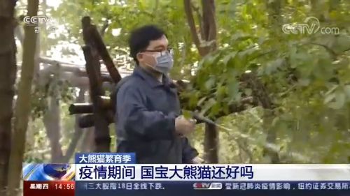 大熊猫■大熊猫繁育季 疫情期间国宝大熊猫还好吗？