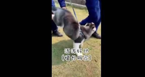 警犬特警挑战训练二哈做警犬 被“折磨”到怀疑人生