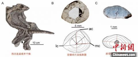 恐龙|中美学者合作揭秘小型鸟脚类恐龙发育模式：每年都有生长线