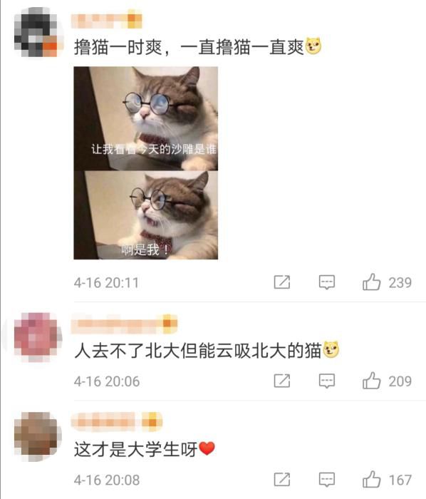 『野猫』暖心！学霸打造“北大流浪猫图鉴” 火到教学网一度崩溃……