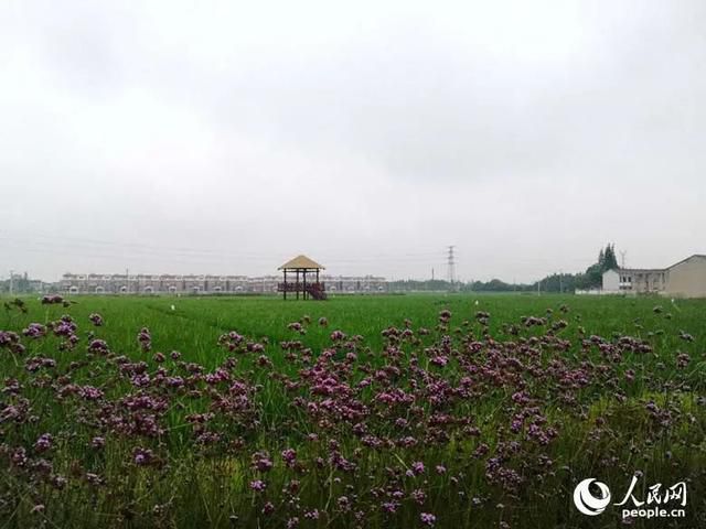 费孝通|这个江南乡村，叫人无法不爱！