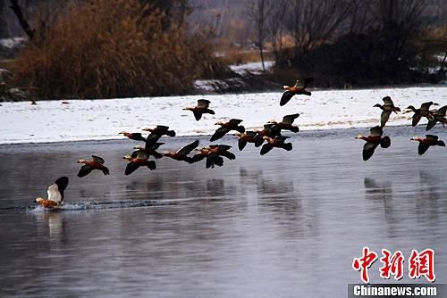 资料图：甘肃张掖黑河两岸数九寒天风光旖旎，黄鸭在黑河水中翩跹起舞。陈礼 摄