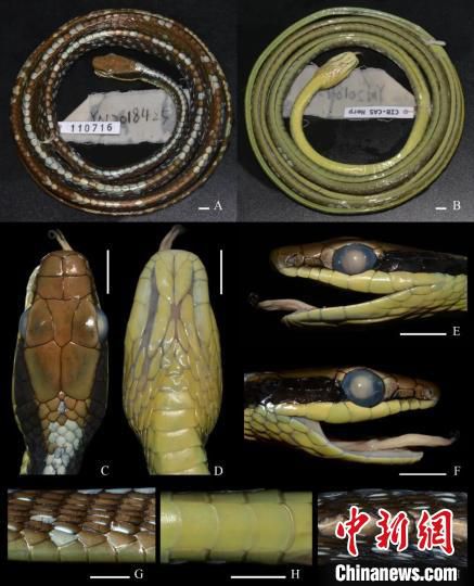 图为沃氏过树蛇正模标本照。中国科学院东南亚生物多样性研究中心供图