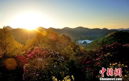 州百里杜鹃花期将至 港澳台游客可享免门票优惠
