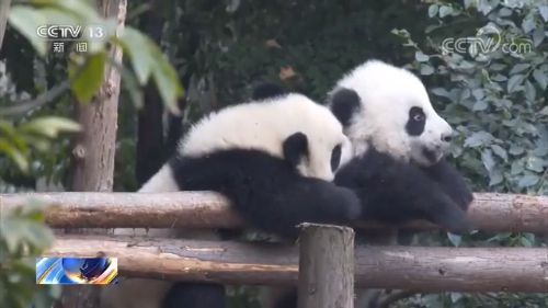 大熊猫■大熊猫繁育季 疫情期间国宝大熊猫还好吗？