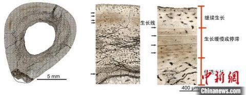 恐龙|中美学者合作揭秘小型鸟脚类恐龙发育模式：每年都有生长线