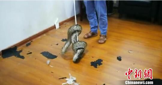 南宁市野生动植物保护站工作人员抓捕蟒蛇。视频截图 钟欣 摄