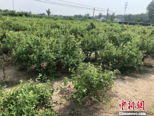 卢伟家庭农场金银花种植基地一角。　于从文 摄