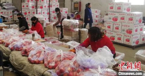 【苹果】疫情下的苹果大县山西吉县：多元模式促销助果农增收